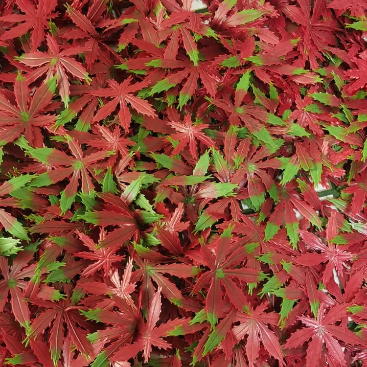 OEM Manufacturer Artificial Turf Rug - Artificial Hedge Plant, Greenery Panels Suitable for Both Outdoor or Indoor use, Garden, Backyard andor Home Decorations – Deyuan detail pictures
